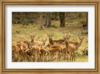 Mauritius, Java deer wildlife Fine Art Print