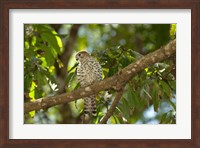 Mauritius, Kestrel bird Fine Art Print