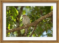 Mauritius, Kestrel bird Fine Art Print