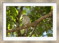 Mauritius, Kestrel bird Fine Art Print