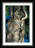Milne-Edwards Sportive Lemur, Madagascar Fine Art Print