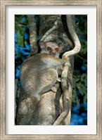 Milne-Edwards Sportive Lemur, Madagascar Fine Art Print