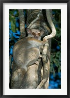 Milne-Edwards Sportive Lemur, Madagascar Fine Art Print