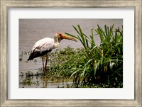 Kenya. Masai Mara, Yellowbilled stork bird Fine Art Print