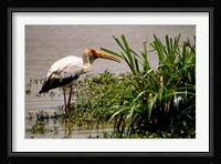 Kenya. Masai Mara, Yellowbilled stork bird Fine Art Print