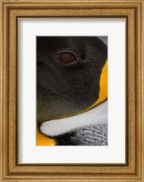 King Penguin, Right Whale Bay, South Georgia Island, Antarctica Fine Art Print
