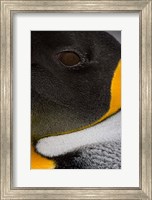King Penguin, Right Whale Bay, South Georgia Island, Antarctica Fine Art Print