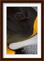 King Penguin, Right Whale Bay, South Georgia Island, Antarctica Fine Art Print