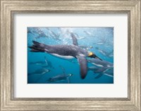 King Penguins Swimming in Right Whale Bay, South Georgia Island, Sub-Antarctica Fine Art Print