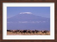 Kenya: Amboseli NP, wildebeest wildlife, Mt Kilimanjaro Fine Art Print