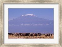 Kenya: Amboseli NP, wildebeest wildlife, Mt Kilimanjaro Fine Art Print