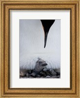 King Penguin Chick Resting in Mother's Brood Pouch, Right Whale Bay, South Georgia Island, Antarctica Fine Art Print