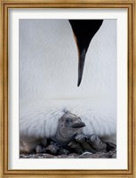 King Penguin Chick Resting in Mother's Brood Pouch, Right Whale Bay, South Georgia Island, Antarctica Fine Art Print