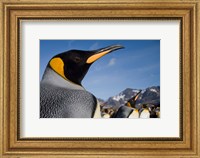 King Penguins Along Shoreline in Massive Rookery, Saint Andrews Bay, South Georgia Island, Sub-Antarctica Fine Art Print