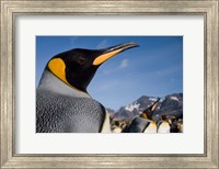 King Penguins Along Shoreline in Massive Rookery, Saint Andrews Bay, South Georgia Island, Sub-Antarctica Fine Art Print