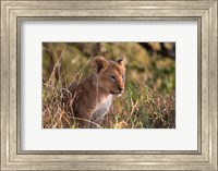Lion cub, Masai Mara National Reserve, Kenya Fine Art Print