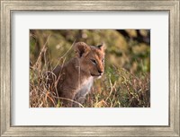 Lion cub, Masai Mara National Reserve, Kenya Fine Art Print