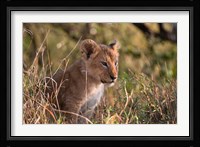 Lion cub, Masai Mara National Reserve, Kenya Fine Art Print
