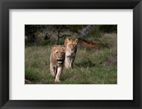 Lion, Kariega Game Reserve, South Africa Fine Art Print