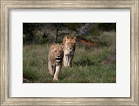 Lion, Kariega Game Reserve, South Africa Fine Art Print