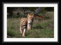 Lion, Kariega Game Reserve, South Africa Fine Art Print