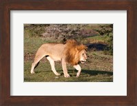 Lion, Panthera leo, Maasai Mara, Kenya. Fine Art Print