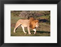 Lion, Panthera leo, Maasai Mara, Kenya. Fine Art Print