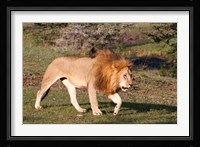 Lion, Panthera leo, Maasai Mara, Kenya. Fine Art Print