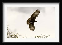 Long Crested Eagle, Meru National Park, Kenya Fine Art Print