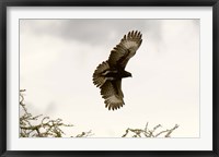 Long Crested Eagle, Meru National Park, Kenya Fine Art Print