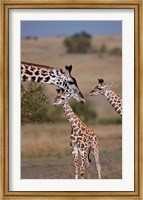 Maasai Giraffe, Masai Mara, Kenya Fine Art Print