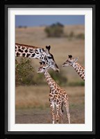 Maasai Giraffe, Masai Mara, Kenya Fine Art Print