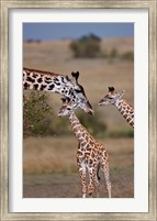 Maasai Giraffe, Masai Mara, Kenya Fine Art Print