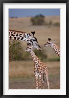 Maasai Giraffe, Masai Mara, Kenya Fine Art Print