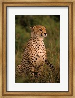 Kenya: Masai Mara, head of mating cheetah Fine Art Print