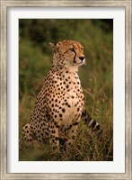 Kenya: Masai Mara, head of mating cheetah Fine Art Print