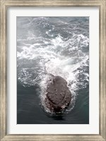 Humpback Whales in Antarctica Fine Art Print