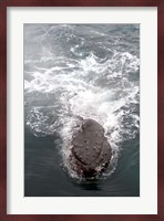 Humpback Whales in Antarctica Fine Art Print