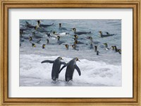 King Penguin, Gold Harbor, South Georgia, Antarctica Fine Art Print