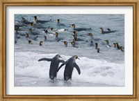 King Penguin, Gold Harbor, South Georgia, Antarctica Fine Art Print