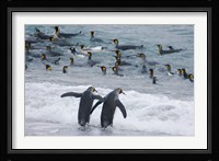 King Penguin, Gold Harbor, South Georgia, Antarctica Fine Art Print