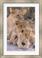 Lioness and Cubs, Okavango Delta, Botswana Fine Art Print