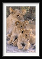 Lioness and Cubs, Okavango Delta, Botswana Fine Art Print