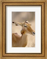 Impala, Red-billed Oxpecker, Samburu Game Reserve, Kenya Fine Art Print