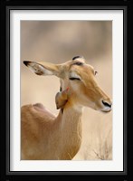 Impala, Red-billed Oxpecker, Samburu Game Reserve, Kenya Fine Art Print