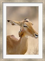 Impala, Red-billed Oxpecker, Samburu Game Reserve, Kenya Fine Art Print