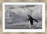 King Penguin in the surf, Antarctica Fine Art Print