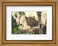 Leopard resting beneath tree, Maasai Mara, Kenya Fine Art Print