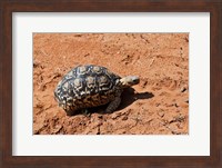 Leopard Tortoise, Samburu National Game Reserve, Kenya Fine Art Print