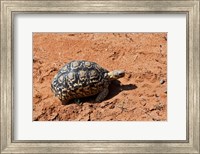 Leopard Tortoise, Samburu National Game Reserve, Kenya Fine Art Print